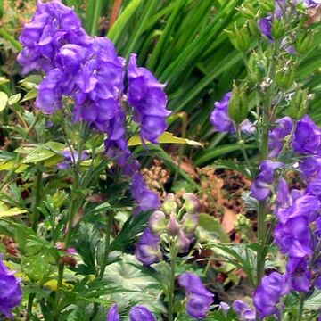 Wolfsbane Teen Wolf Wiki Fandom Wolfsbane is a baneful herb that appears in folklore around witchcraft and magic the witchipedia wolfsbane is perennial alpine woodland wildflower and a member of the deadly aconite family. wolfsbane teen wolf wiki fandom