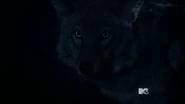 17.png (498 kio) ... Un coyote aux yeux bleus qui n'est autre que Malia.
