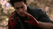 Letharia Vulpina - Stiles 2