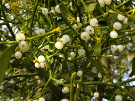 Mistletoe