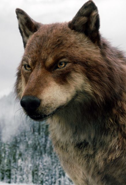 Manada de lobos - therians - otra definicion de therian?