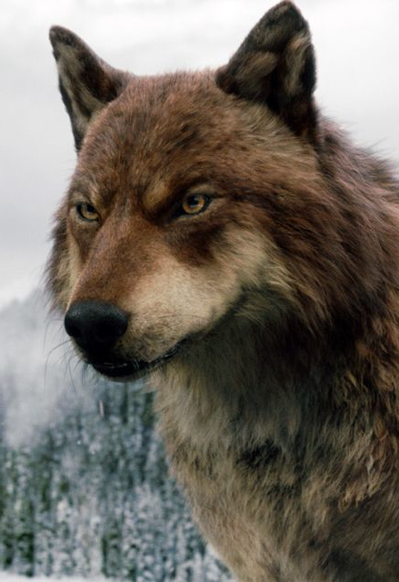 Alpha, Wolf Packs & Therians