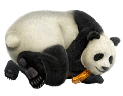 Panda07