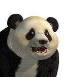 2165245-portrait panda