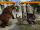 Bear Lariat