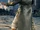 Tenue de noble shaheen tekken 7 (2).png