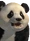Panda portrait ttt