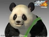 Portrait de Panda