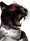 Armor king portrait ttt
