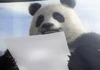 Panda dans son ending
