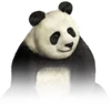 Panda (178 kio) Panda
