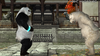 Interlude de Panda avec Kuma au stage 4
