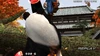 Panda VS Paul Phoenix