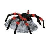 Black and Red Jumping Spider