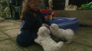 Puppies