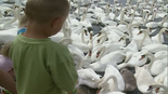 Andy and the four children feeding the swans.