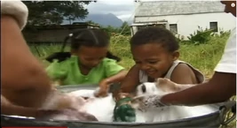 El pollito amarillito