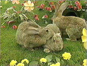 TtlRabbits