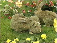 The rabbits in Teletubbyland.