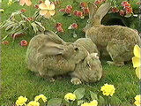 Rabbits