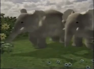 The elephants