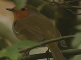 Robin