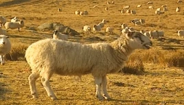 Feeding Sheep in Winter