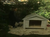 Dog Kennel