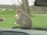 Monkey Safari