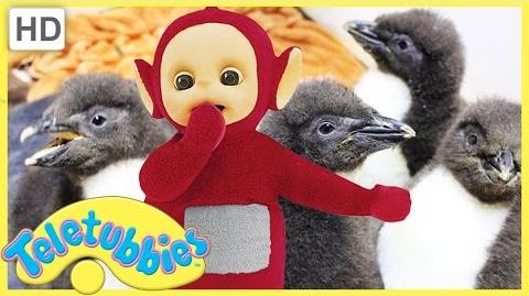 Teletubbies_English_Episodes_-_Feeding_Baby_Penguins_★_Full_Episode_243