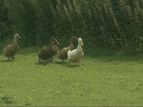 Ducks
