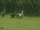 Ducks