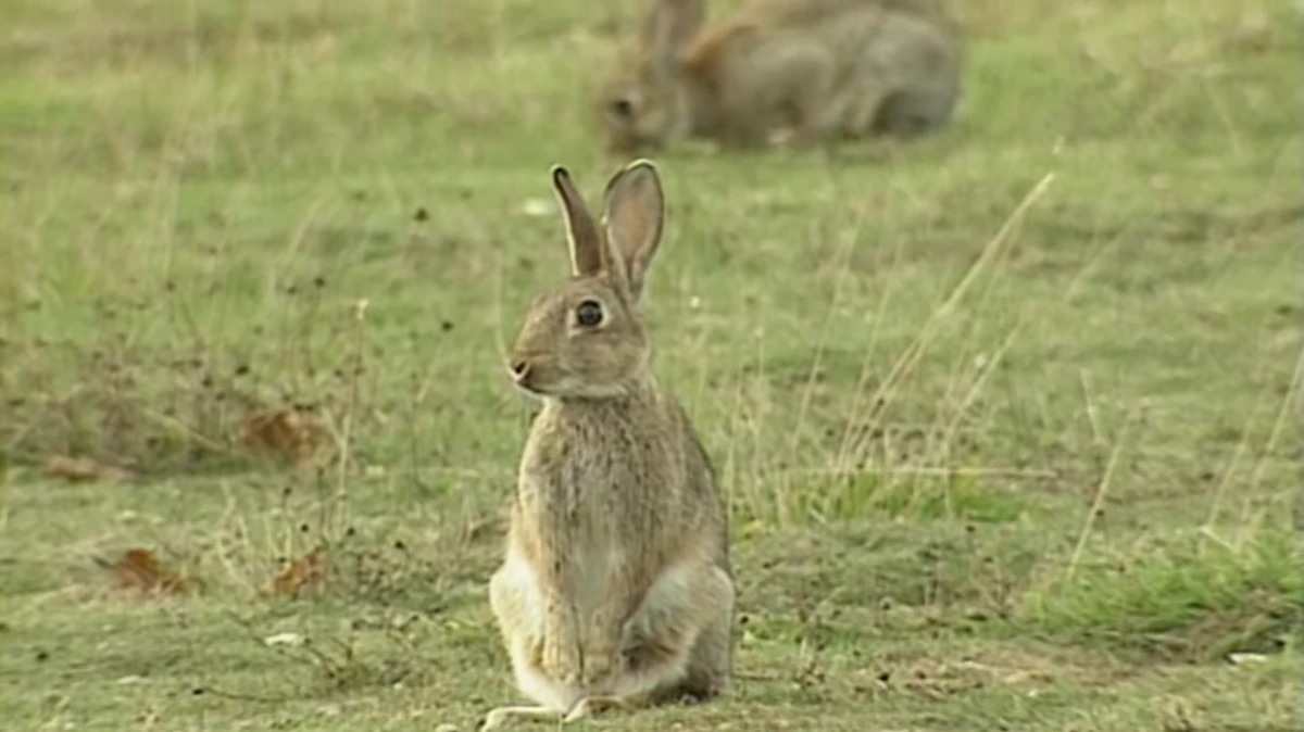 Looking for Rabbits Teletubbies Wiki Fandom