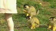Feeding monkeys