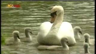 Cygnets.jpg