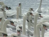 Swans