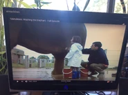 Andy and Georgina are washing the elephant.