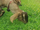Goats