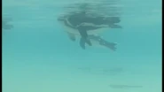 Penguins are swimming.jpg (9 KB)