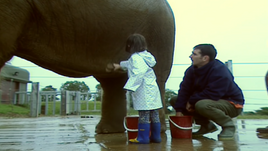 Elephant gets Washed