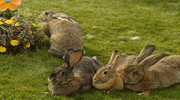 Four rabbits.