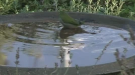 Bird Bath