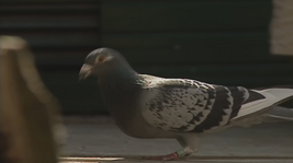 Grandad's Pigeons