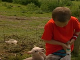 Feeding Lambs (Wales)