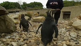 Penguins Good Quality