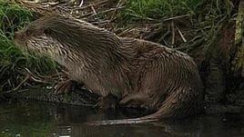 An otter