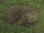 Hedgehogs