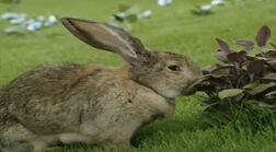 Rabbit eating Purple flower