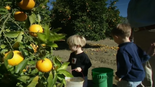 Children picking fresh oranges.