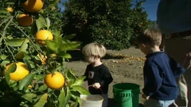 Orange Picking